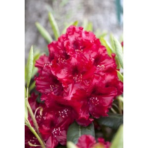Nahaufnahme eines rot blühenden Rhododendron Hybr. Erato Strauchs.