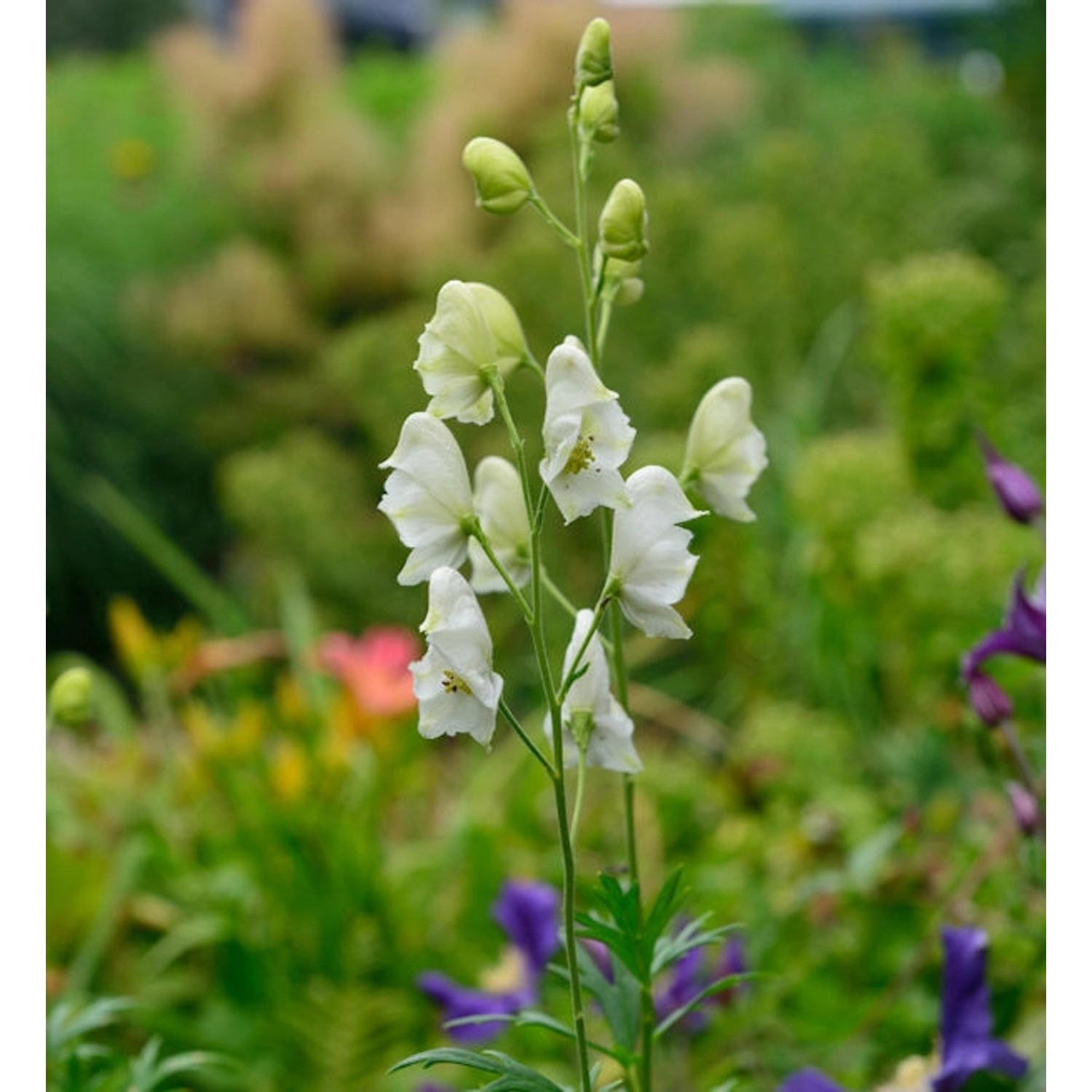 Eisenhut Album - Aconitum napellus Album günstig online kaufen