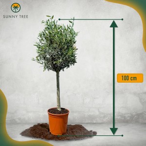 100 cm hoher, 10 Jahre alter Olivenbaum (Olea Europaea) im Topf. Winterhart und fruchtbildend.