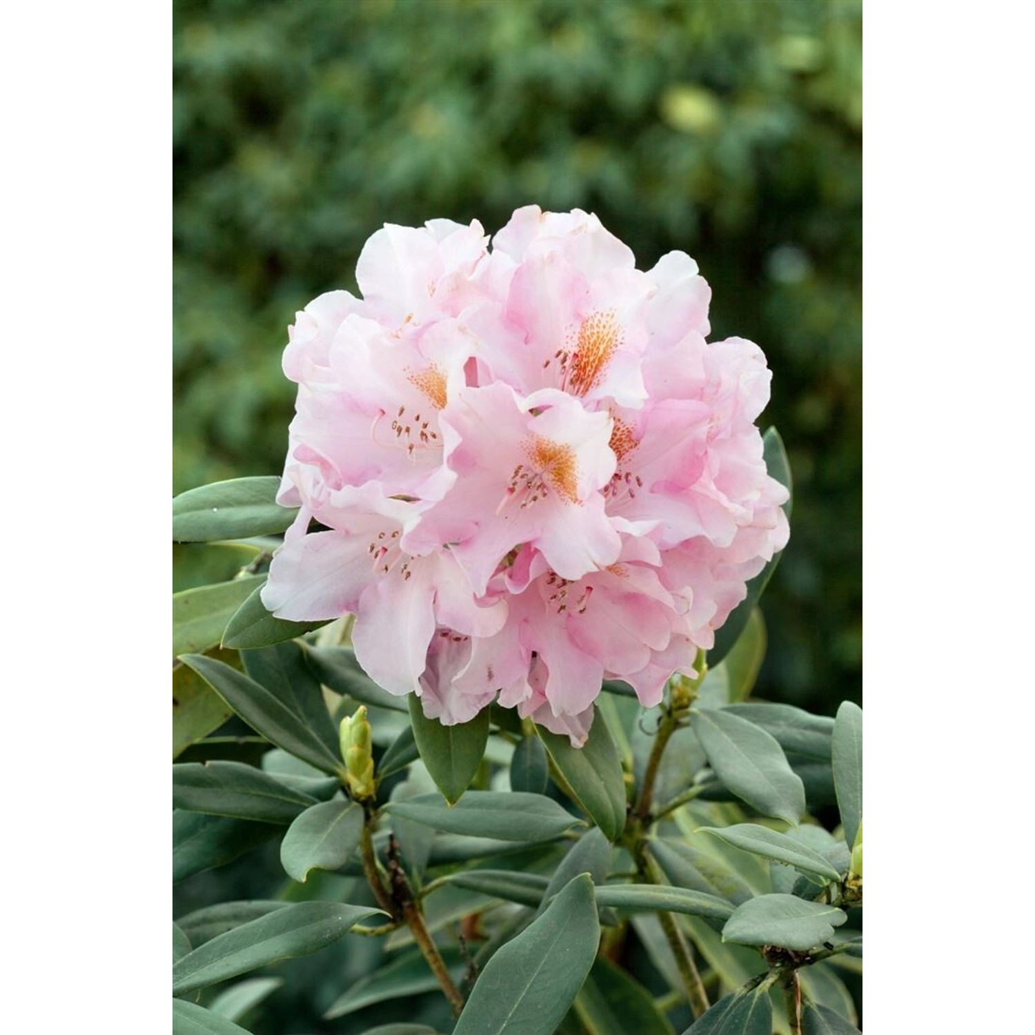 Rhododendron Bureavii Teddy Bear Immergrün 70–80 cm günstig online kaufen