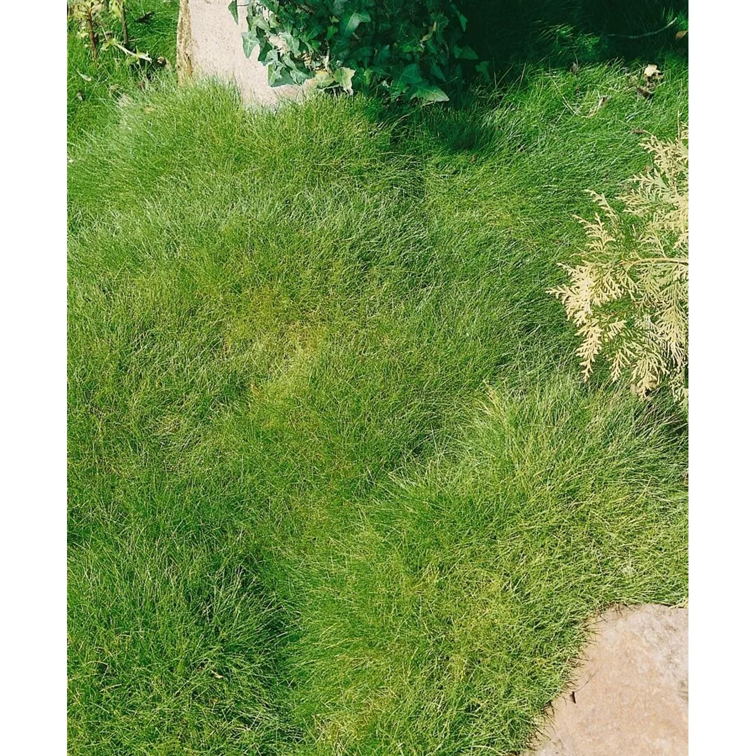 Bärenfellgras 'Teddybär' (Festuca Gautieri) im Garten, dichte, grüne Graspolster.
