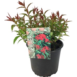 Sommerspiere Dart's Red im 3l Topf, ca. 25-30 cm hoch. Spiraea mit roten Trieben und grünen Blättern.