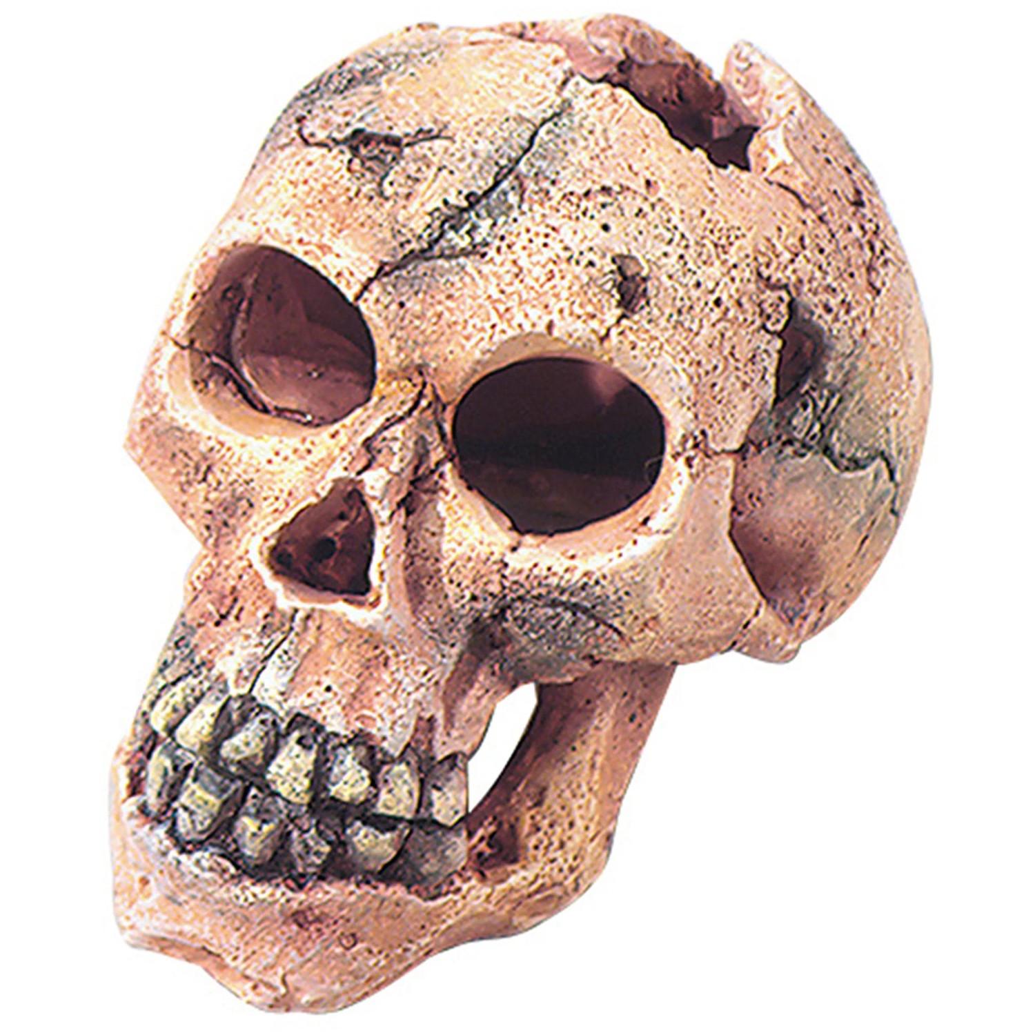Aqua Della Dekoration Totenkopf S 11 cm