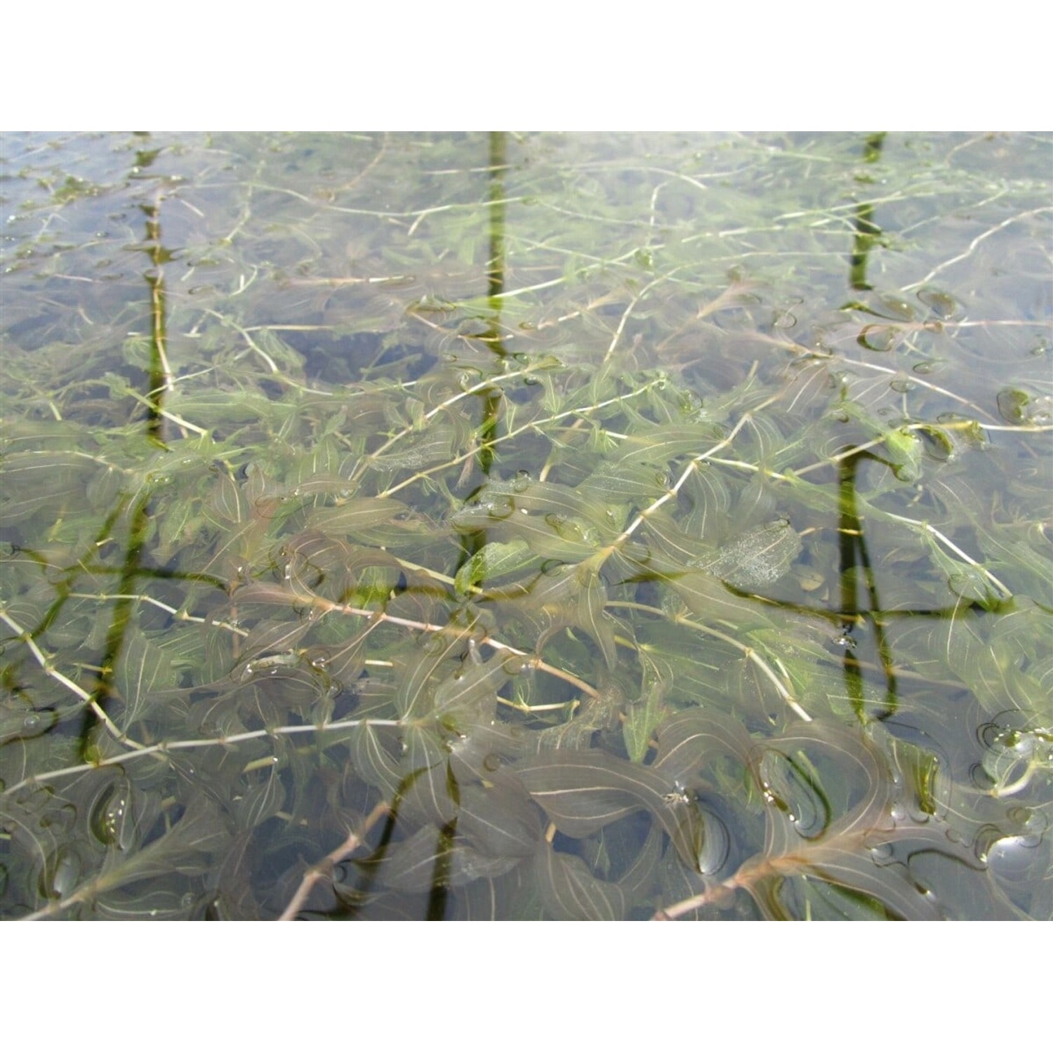 Potamogeton Crispus Krauses Laichkraut Ca. 9x9 cm Topf günstig online kaufen