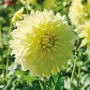 Gelbe Dahlie Kelvin Floodlight von GROW by OBI, Nahaufnahme der Blüte.