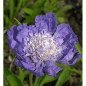 Nahaufnahme einer lila-weißen Kaukasus Skabiose (Scabiosa caucasica) Blüte.