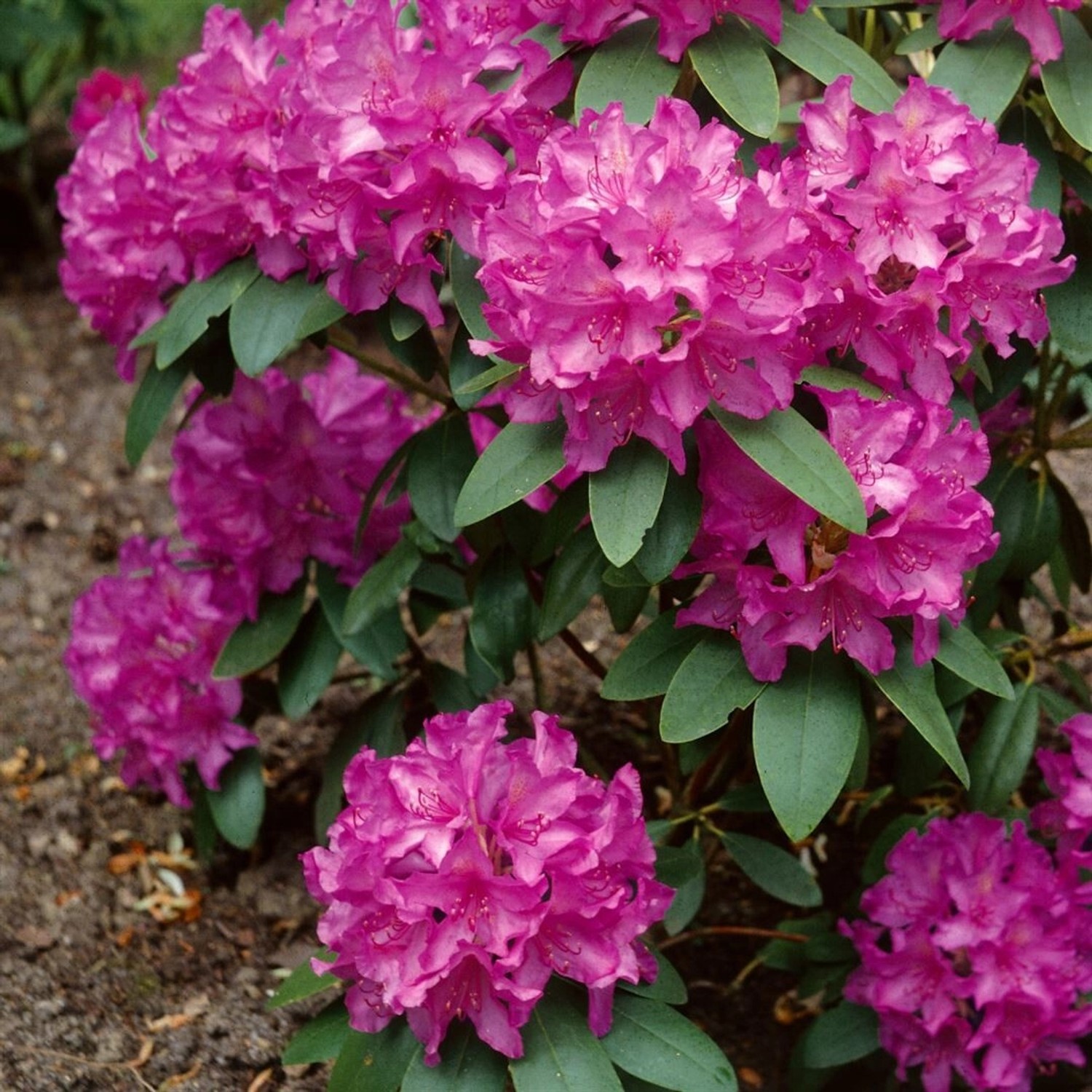 Rosa Rhododendron Azalee Sabina mit üppigen Blüten und grünen Blättern.