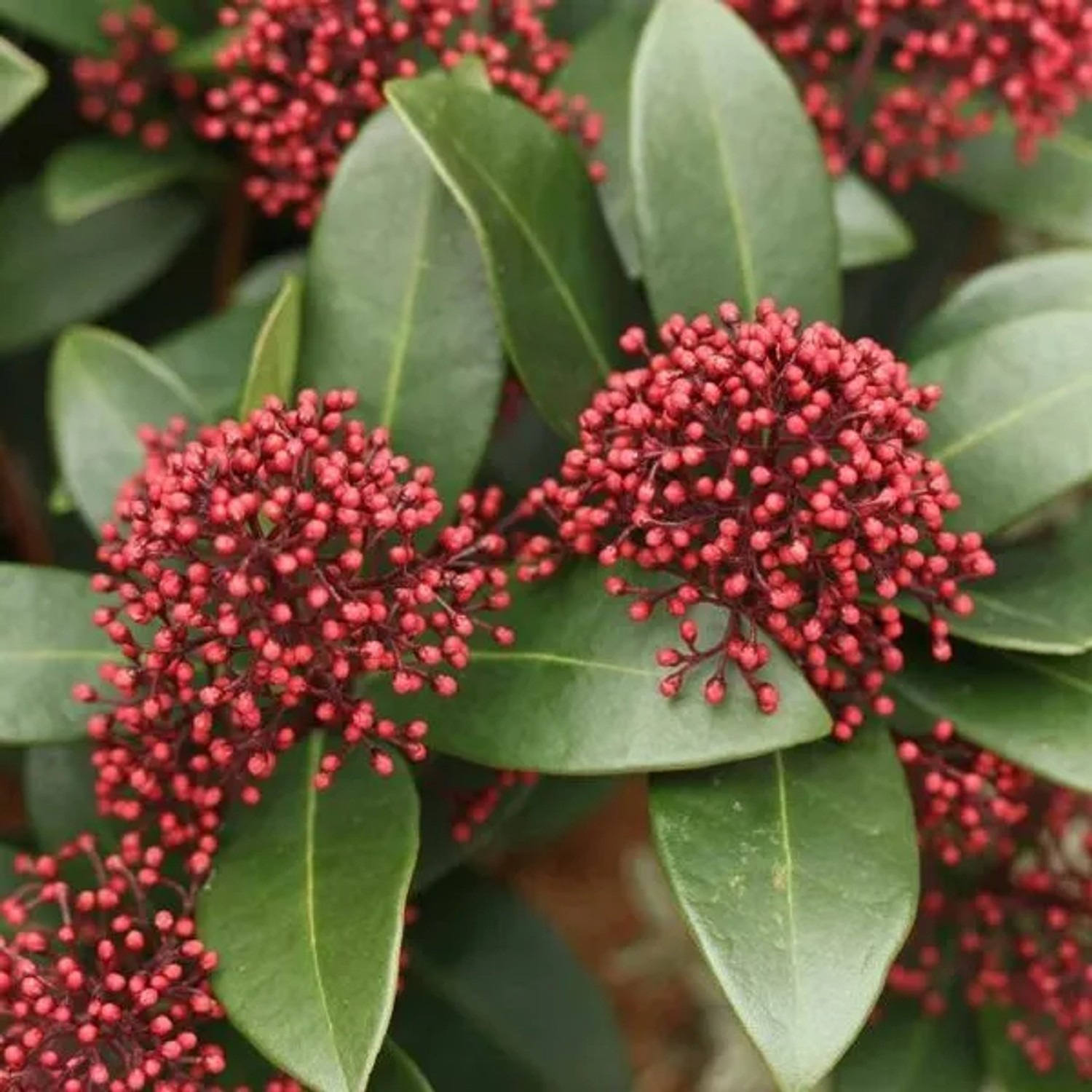 Blütenskimmie 'Rubella' Skimmia japonica 30 bis 35 cm im Container Rote Blütenknospen