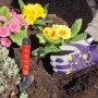 Gartenarbeit mit LUX Gartenhandschuh Lila M: Hände pflanzen Blumen in Erde, unterstützt durch eine kleine Schaufel.