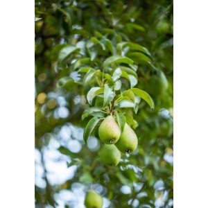Bio Zwergobst Birne am Baum mit grünen Blättern. Ideal für Kübel.