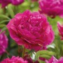 Nahaufnahme der dunkelrosa GROW by OBI Pfingstrose Lactiflora Kansas im Garten.