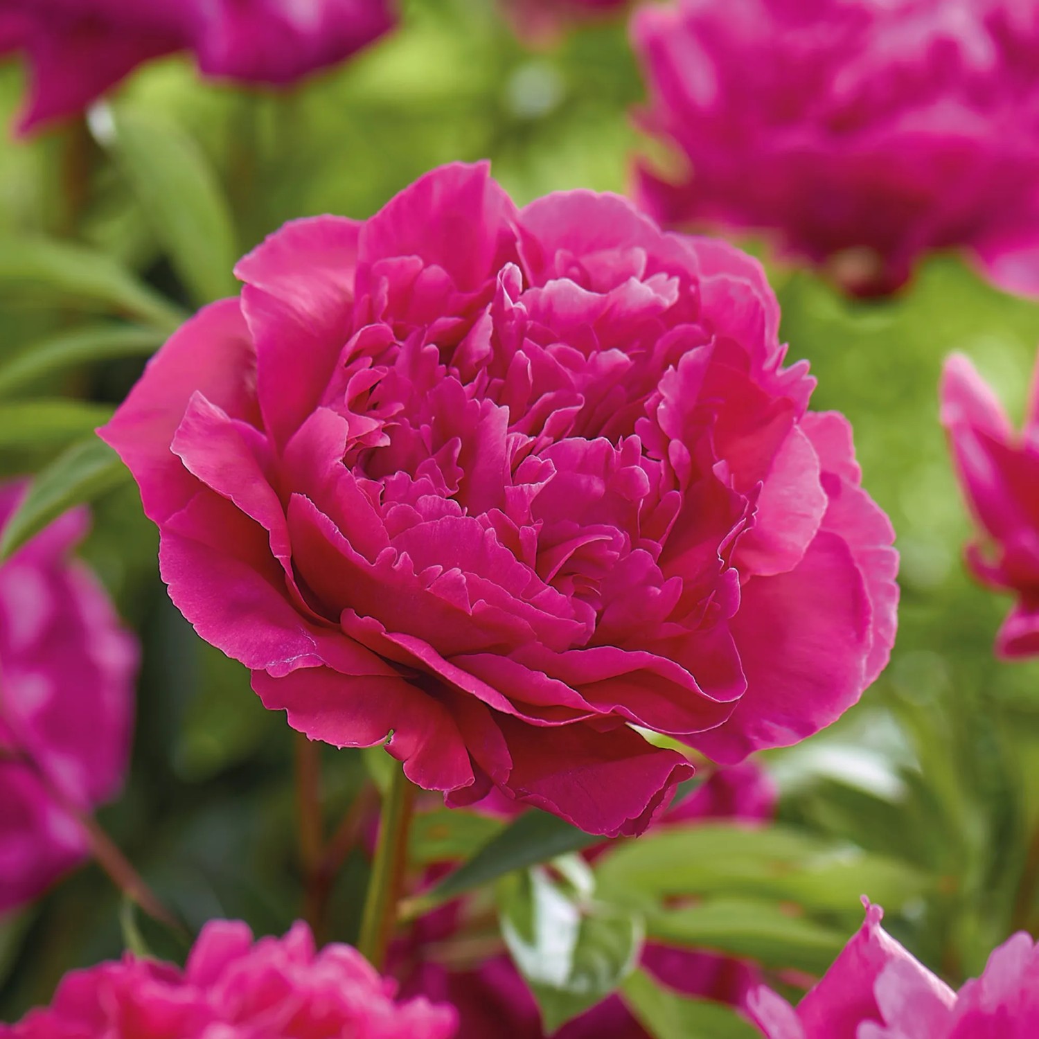 Nahaufnahme der dunkelrosa GROW by OBI Pfingstrose Lactiflora Kansas im Garten.