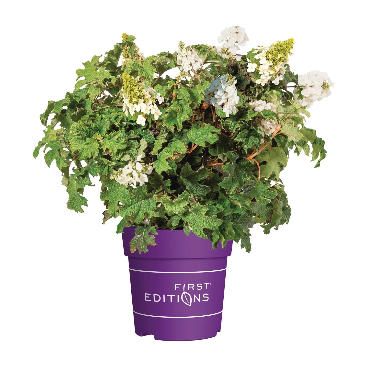 Eichenblättrige Hortensie Jetstream Weiß Höhe 30 - 40 cm Topf 3,5, Hydrangea