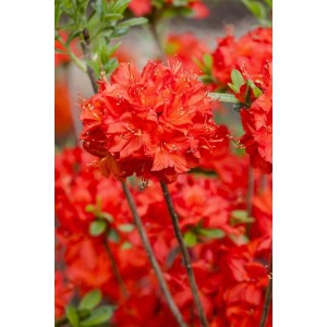 Leuchtend orange-gelber Rhododendron Luteum Parkfeuer Strauch mit üppigen Blüten.