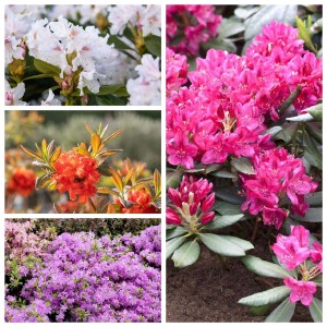 Collage verschiedenfarbiger Rhododendron-Sträucher mit weißen, pinken, orangen und lila Blüten.