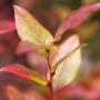Detailaufnahme der herbstlichen Laubfärbung einer Heidelbeere (Vaccinium Corymbosum Bluecrop).