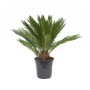 GROW by OBI Palmfarn (Cycas revoluta) im 9 l Topf, ca. 30 cm hoch.