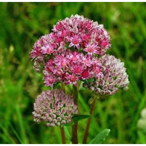 Nahaufnahme der rosa blühenden Großen Fetthenne 'Herbstfreude' im Garten.