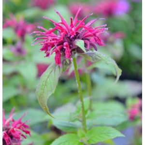 Nahaufnahme der rosafarbenen Blüte der Indianernessel Bee Merry Staude.