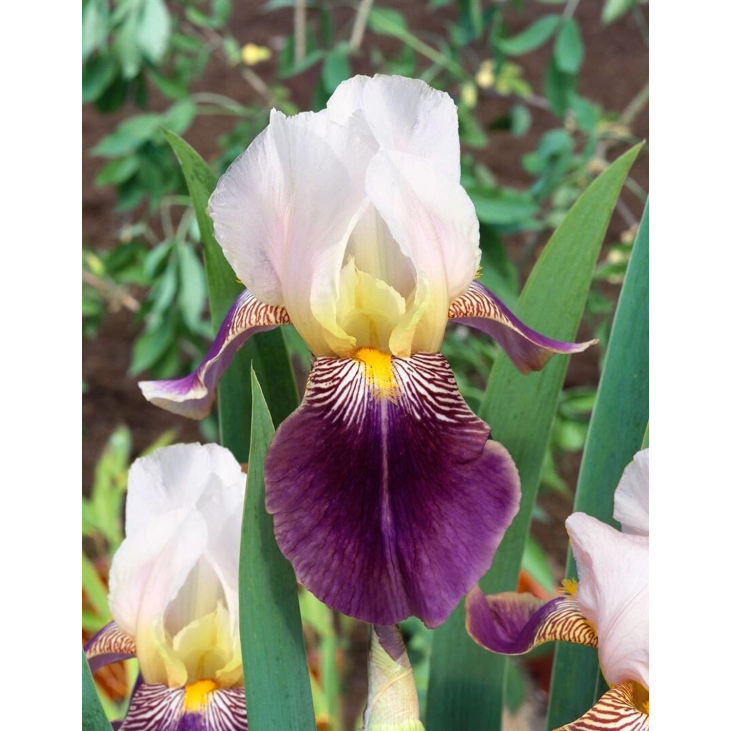 Iris X Barb.-Elat.'Salonique' Schwertlilie Ca. 11x11 cm Topf günstig online kaufen