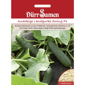Dürr Samen Knackige Landgurke Swing F1: Saatgut für robuste, dunkelgrüne Landgurken.