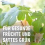 Grüne Blätter einer Zitruspflanze, gedüngt mit Compo Bio Zitruspflanzendünger.