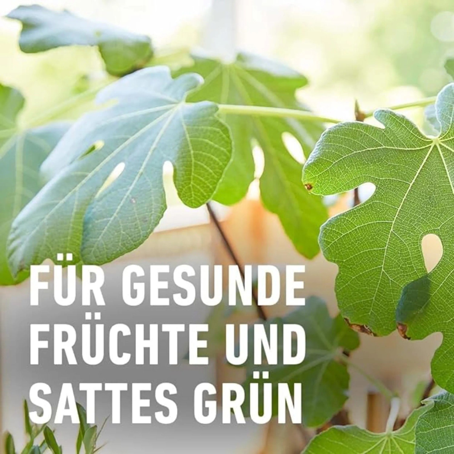 Grüne Blätter einer Zitruspflanze, gedüngt mit Compo Bio Zitruspflanzendünger.