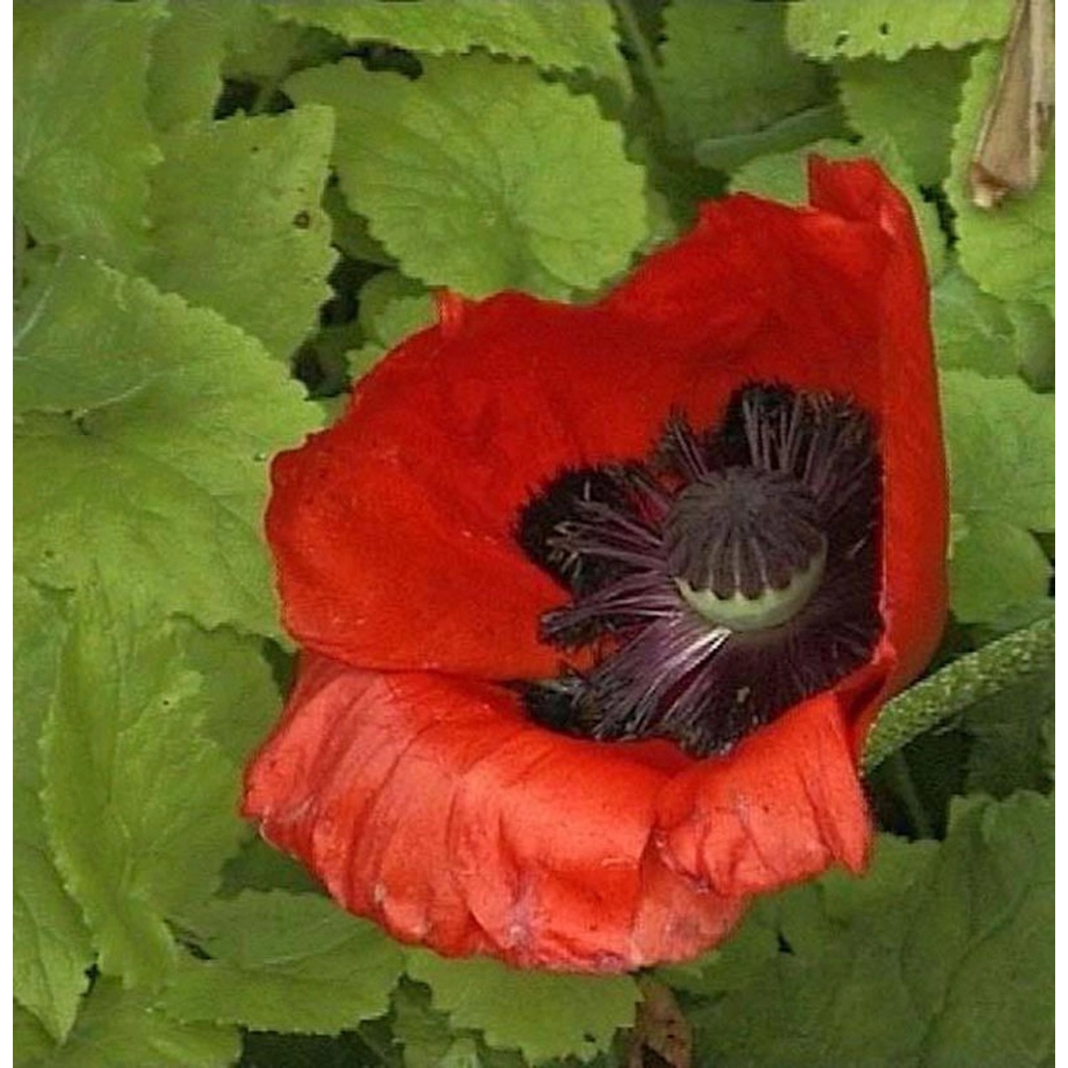 Türkischer Mohn Feuerriese - Papaver orientale günstig online kaufen