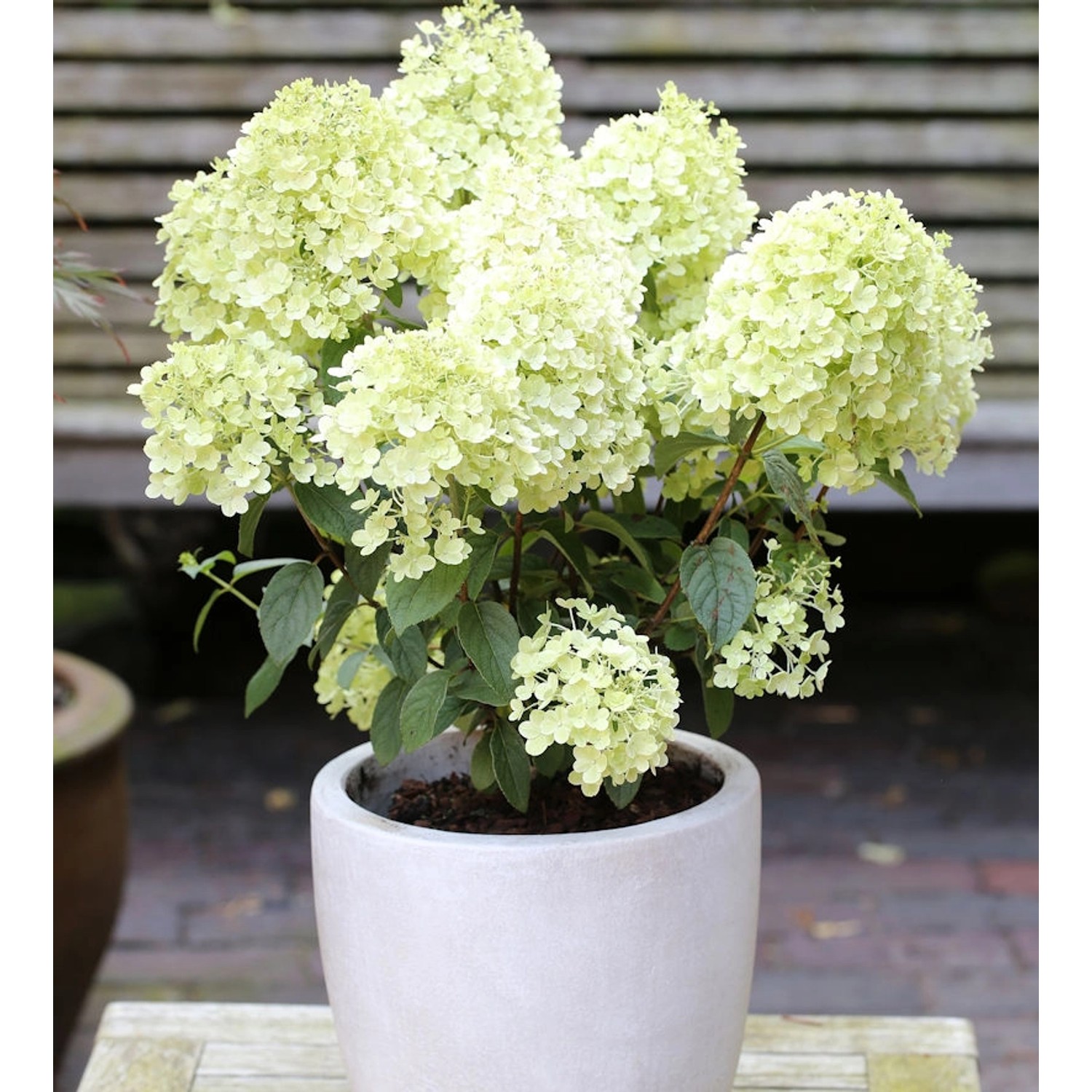 Rispenhortensie Bobo 30-40cm - Hydrangea paniculata günstig online kaufen