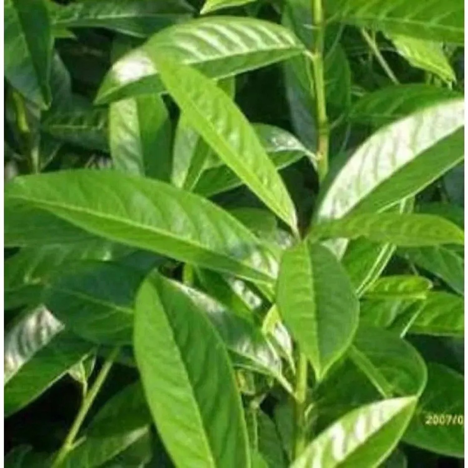 Kirschlorbeer Genolia 80-100cm - Prunus,aurocerasus
