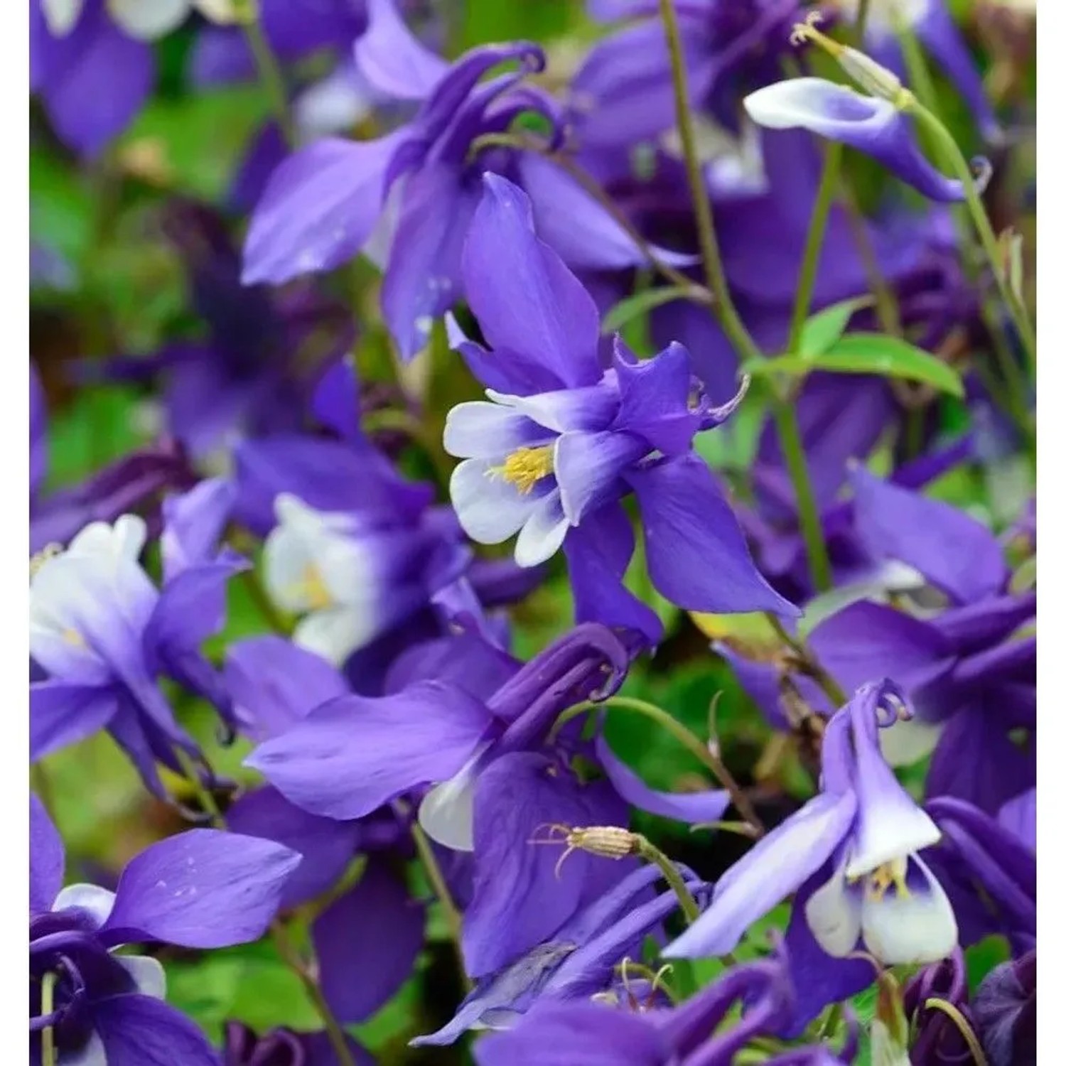 Zwergakelei Spring Magic dunkel Blau-Weiß - Aquilegia flabellata