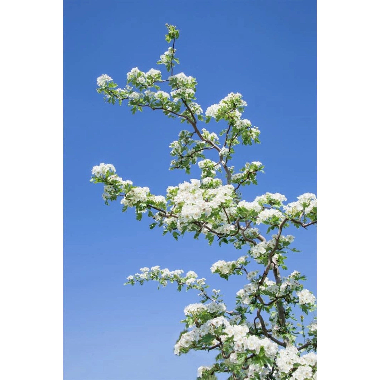 Crataegus Monogyna Flexuosa Eingriffeliger Weißdorn 25–40 cm günstig online kaufen