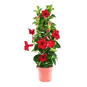 Rote Dipladenie im Topf, eine blühende Kübelpflanze für Balkon und Terrasse.