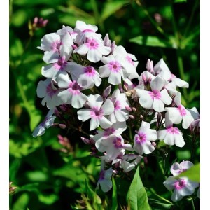 Nahaufnahme der Hohen Flammenblume Europa (Phlox paniculata) mit weißen und pinkfarbenen Blüten.