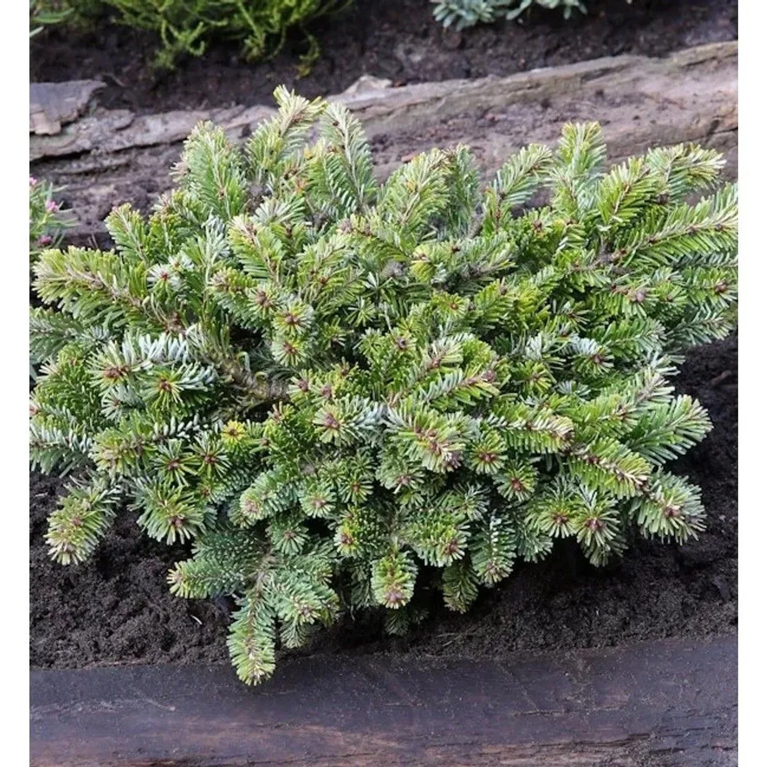 Kompakte Veitchs Tanne Heddergott 25-30cm - Abies veitchii