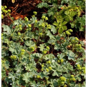 Gelber Frauenmantel (Alchemilla erythropodea) im Topf, Nahaufnahme der Blätter und Blüten.