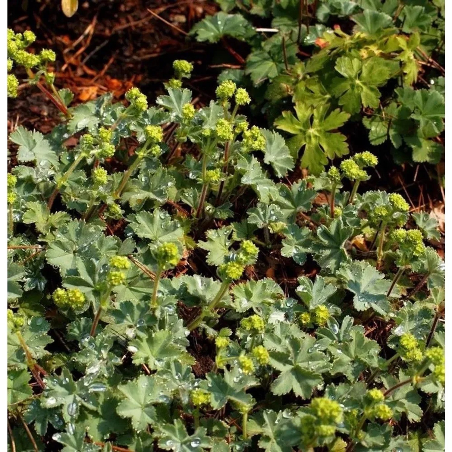 Frauenmantel gelb - großer Topf - Alchemilla erythropodea