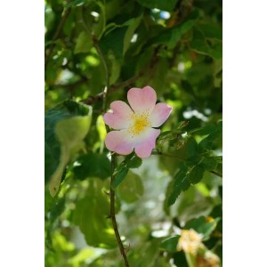 Rosa Hundsrose als Topfpflanze mit zarter, rosa Blüte und grünen Blättern.