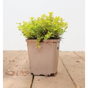 Zitronenthymian 'Golden Dwarf' im 9x9 cm Topf. Goldgelbe Blätter, kompakter Wuchs. Stauden für sonnige Standorte.