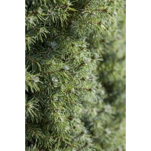 Detailaufnahme der blaugrünen Nadeln einer Zuckerhutfichte Picea Glauca Blue Wonder.