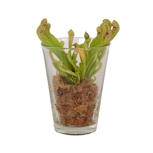 Schlauchpflanze Mix im Glasgefäß, Topf-Ø 13cm, fleischfressende Pflanze.