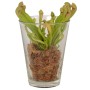 Schlauchpflanze Mix im Glasgefäß, Topf-Ø 13cm, fleischfressende Pflanze.