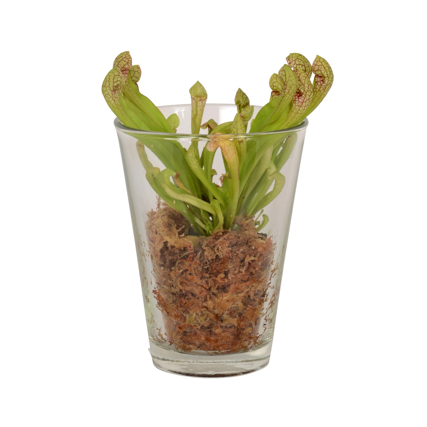 Schlauchpflanze Mix im Glasgefäß, Topf-Ø 13cm, fleischfressende Pflanze.