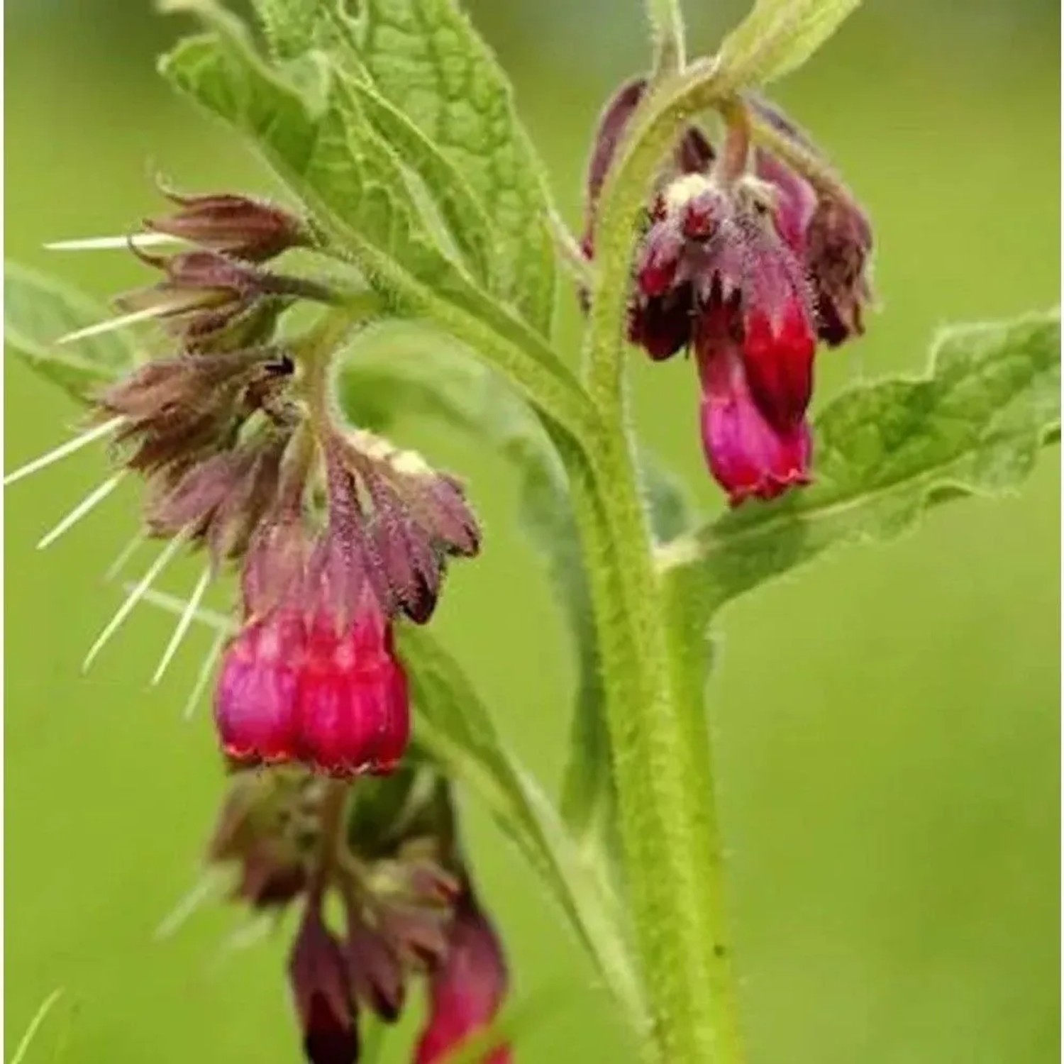 Echter Beinwell Rot - Symphytum officinale