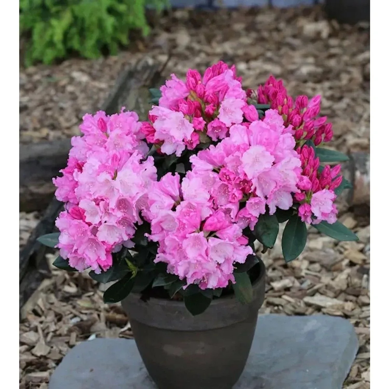 INKARHO - Rhododendron Bad Sassendorf 25-30cm - Rhododendron williamsianum