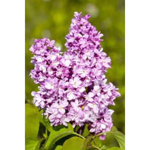Nahaufnahme: Syringa Vulgaris Flieder Andenken An Ludwig Späth mit violetten Blüten.