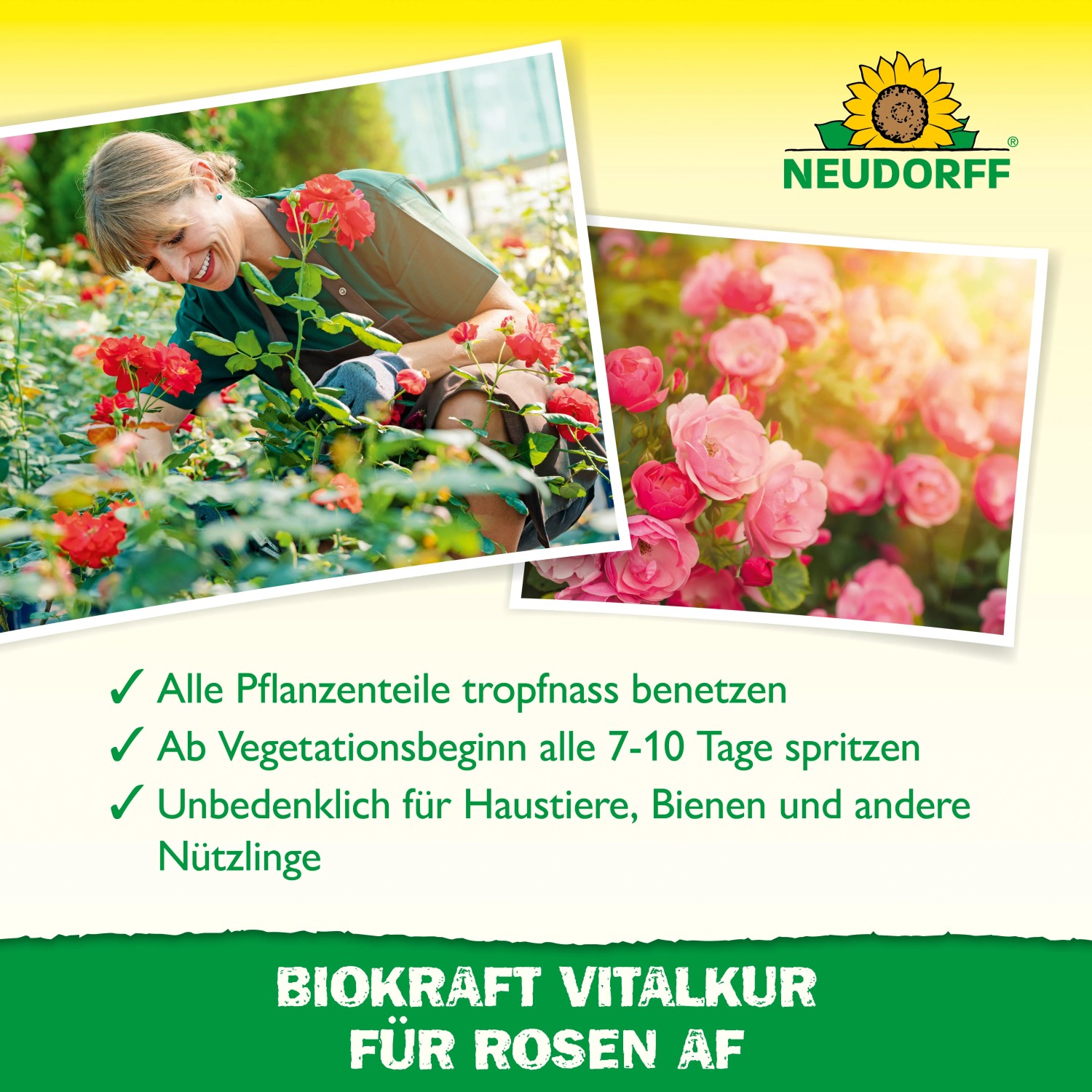Neudorff BioKraft Vitalkur für Rosen: Frau pflegt Rosen, Nahaufnahme von rosa Rosenblüten.