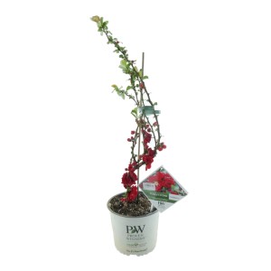 Chinesische Zierquitte 'Scarlet Storm' im Topf, rote Blüten, ca. 30-40 cm hoch.