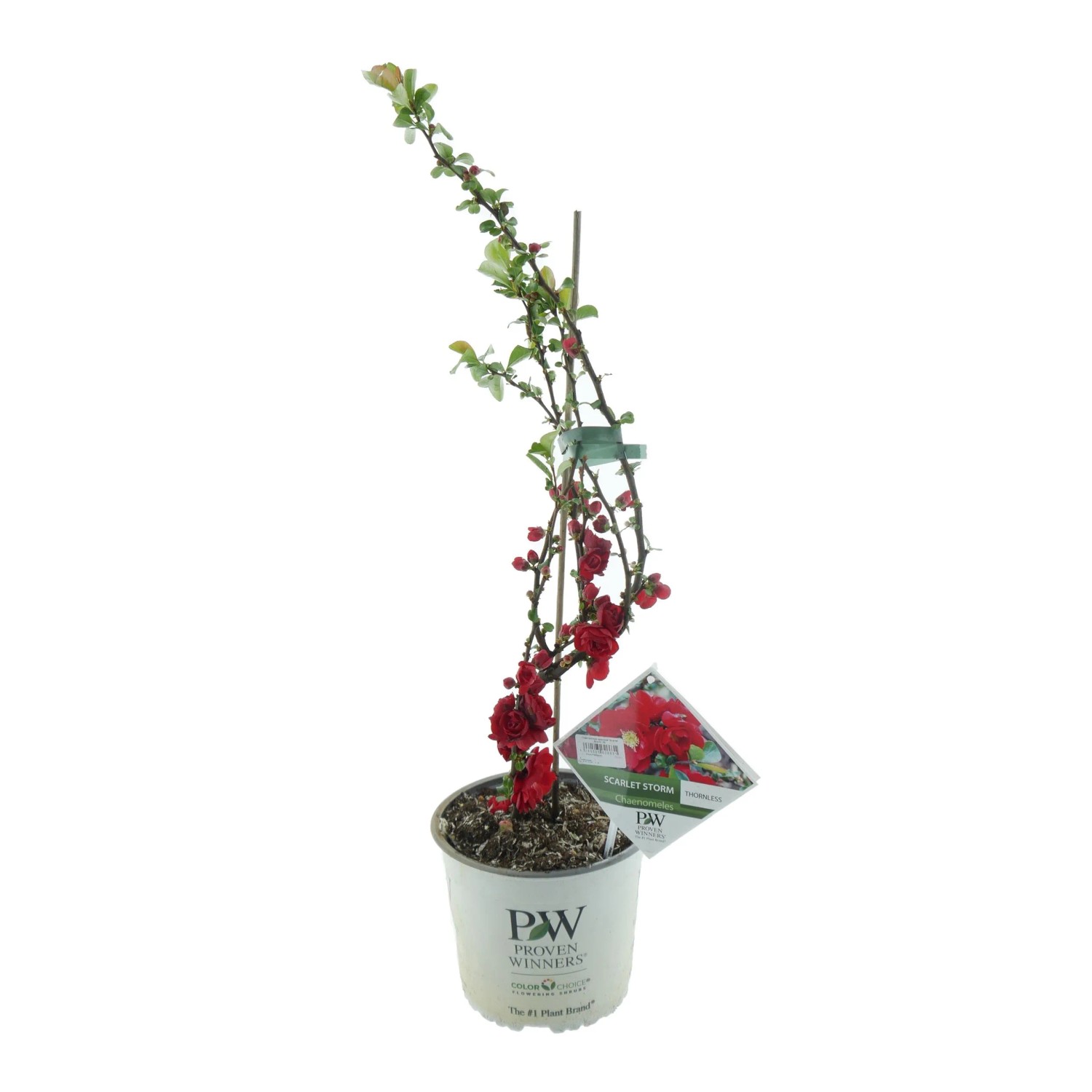 Chinesische Zierquitte Scarlet Storm Höhe 30 - 40 cm Topf 3,5, Chaenomeles