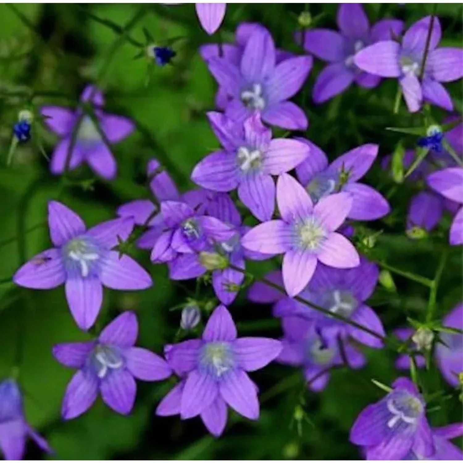 Wiesen Glockenblume - Campanula patula